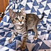 adoptable Cat in rutherfordton, NC named Sawyer