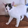 adoptable Cat in rutherfordton, NC named Tammy
