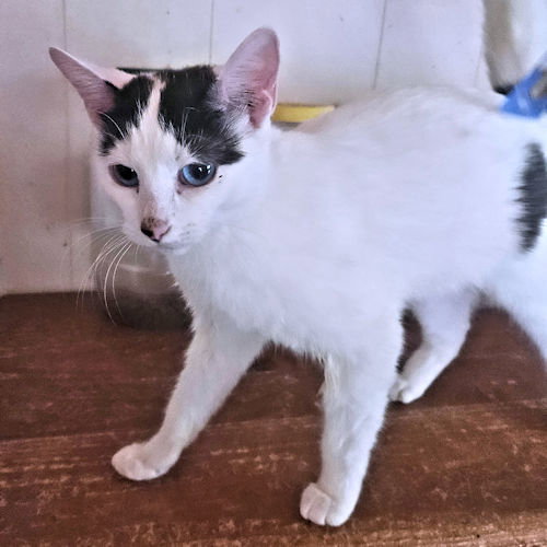 TAMMY - Domestic Short Hair available for adoption