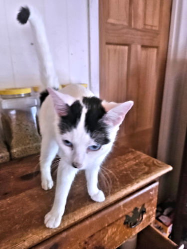 TAMMY - Domestic Short Hair available for adoption