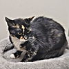 adoptable Cat in  named Janie