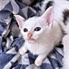 adoptable Cat in rutherfordton, NC named Chip