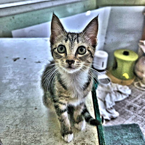 PRESLEY - Tabby available for adoption