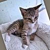 adoptable Cat in rutherfordton, NC named Cricket