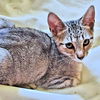 adoptable Cat in rutherfordton, NC named Alvin