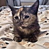 adoptable Cat in  named Piper