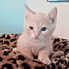 adoptable Cat in rutherfordton, NC named Chonk