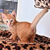 adoptable Cat in rutherfordton, NC named Leo