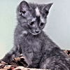 adoptable Cat in  named Missy
