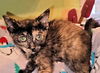 adoptable Cat in  named Java