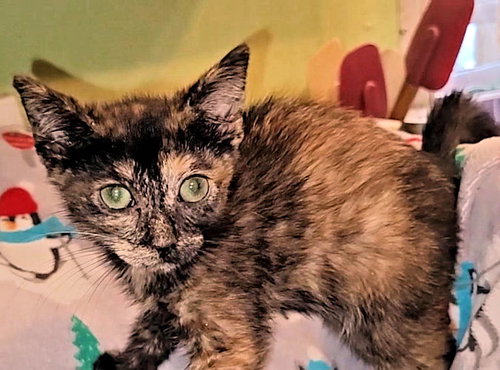 JAVA - Tortoiseshell available for adoption