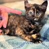 adoptable Cat in  named Blossom