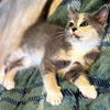 adoptable Cat in  named Bubbles