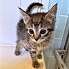 adoptable Cat in rutherfordton, NC named Leo