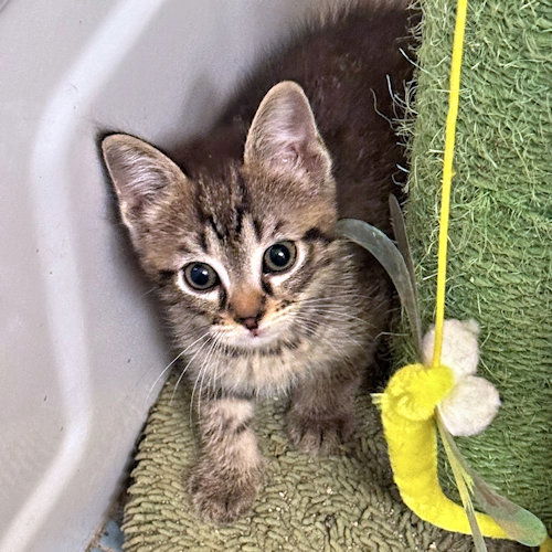 adoptable Cat in Rutherfordton, NC named Stitch