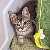 adoptable Cat in rutherfordton, NC named Stitch