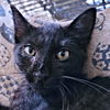 adoptable Cat in rutherfordton, NC named Oregano