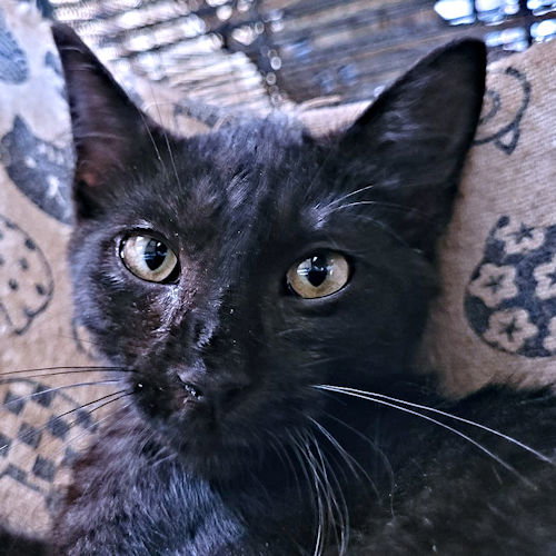 picture of the cat needing adoption