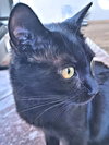 Oregano - Photo 2
