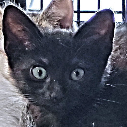 adoptable Cat in Rutherfordton, NC named Tootsie Roll