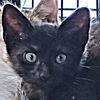 adoptable Cat in rutherfordton, NC named Tootsie Roll