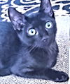 adoptable Cat in Rutherfordton, NC named Tootsie Roll
