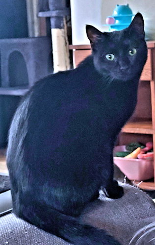 TOOTSIE ROLL - Domestic Short Hair available for adoption