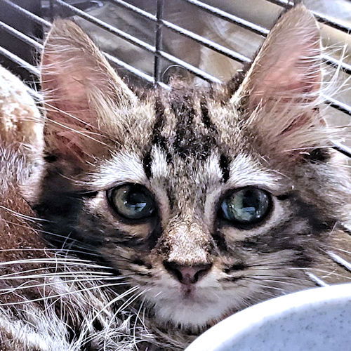 adoptable Cat in Rutherfordton, NC named Snickers