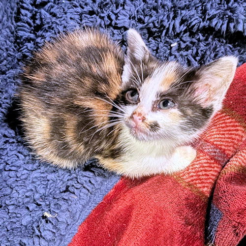 adoptable Cat in Rutherfordton, NC named Tessa