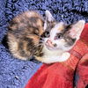 adoptable Cat in  named Tessa
