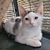 adoptable Cat in rutherfordton, NC named Skittles