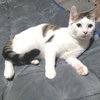 Skittles - Photo 1