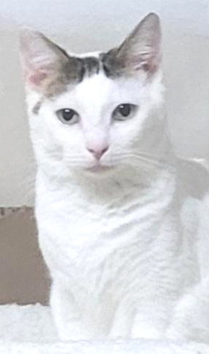 SKITTLES - Tabby available for adoption