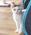 Skittles - Photo 3