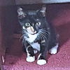 adoptable Cat in  named Autumn