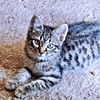 adoptable Cat in rutherfordton, NC named Gnocchi