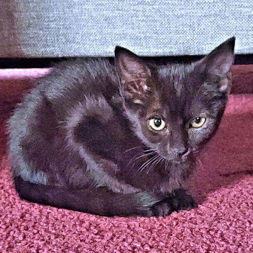 adoptable Cat in Rutherfordton, NC named Nora