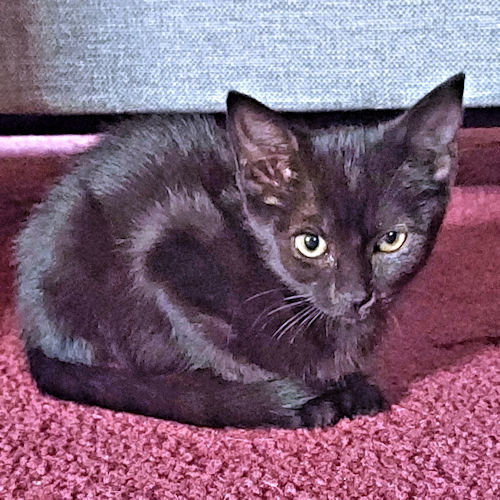picture of the cat needing adoption