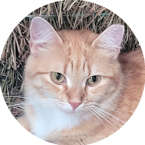 GOLDIE - Tabby available for adoption