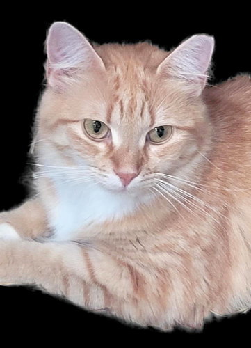 GOLDIE - Tabby available for adoption
