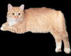 Goldie - Photo 3