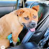 adoptable Dog in rutherfordton, NC named Amber