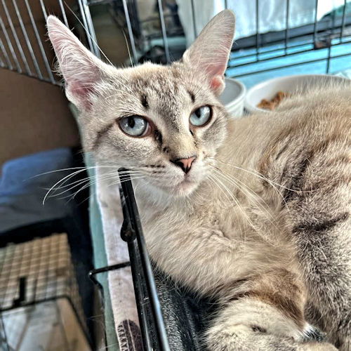 adoptable Cat in Rutherfordton, NC named Rainey