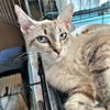 adoptable Cat in  named Rainey