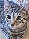 adoptable Cat in  named Almond Joy