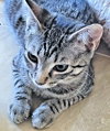 Almond Joy - Photo 3