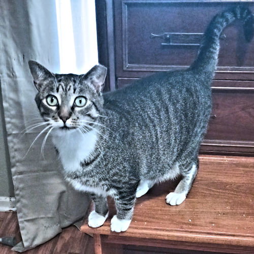 LOKI - Tabby available for adoption