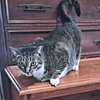 Loki - Photo 2