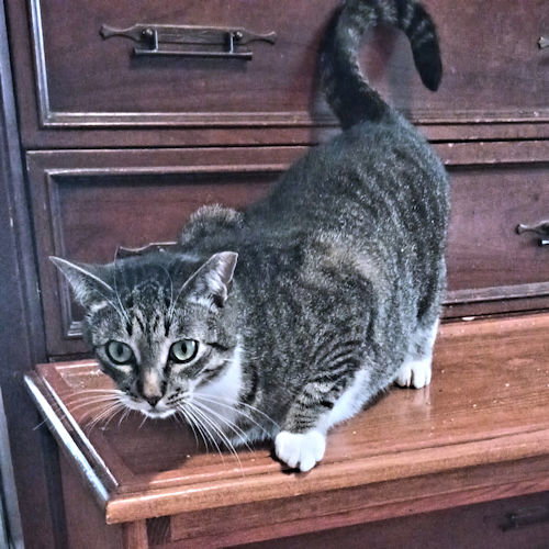 LOKI - Tabby available for adoption