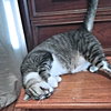 Loki - Photo 3